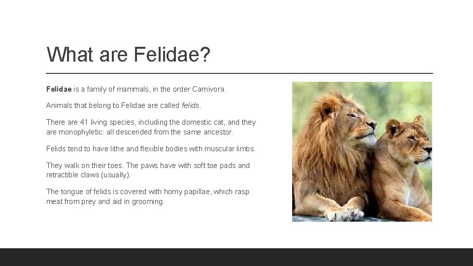 What are Felidae? Felidae is a family of mammals, in the order Carnivora. Animals