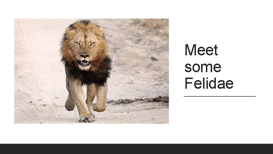 Meet some Felidae 
