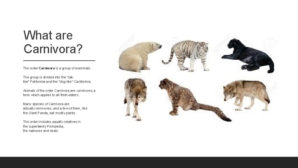What are Carnivora? The order Carnivora is a group of mammals. The group is