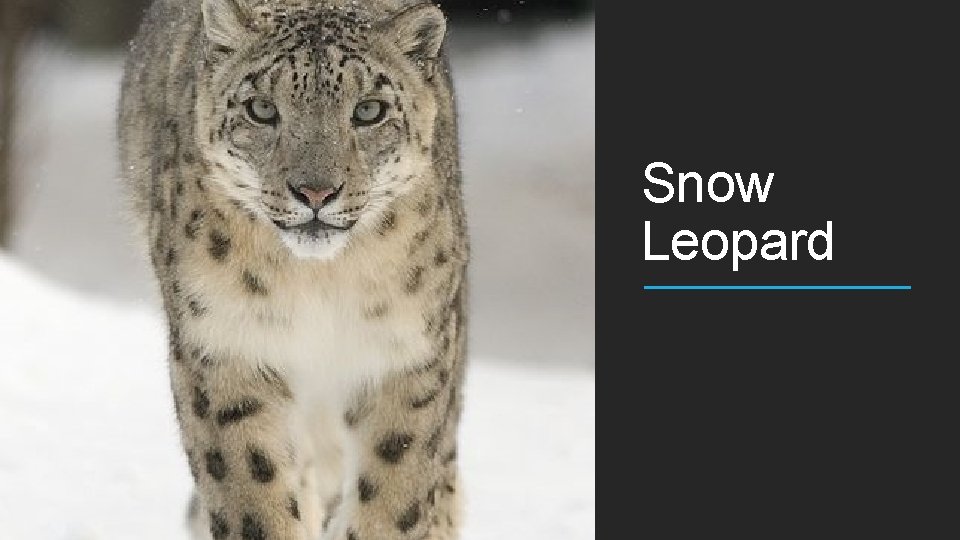 Snow Leopard 
