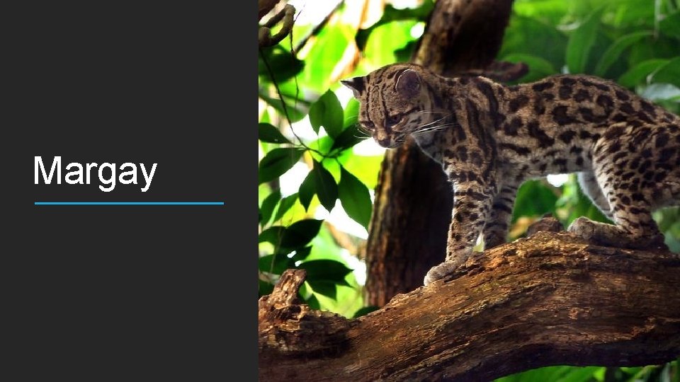 Margay 