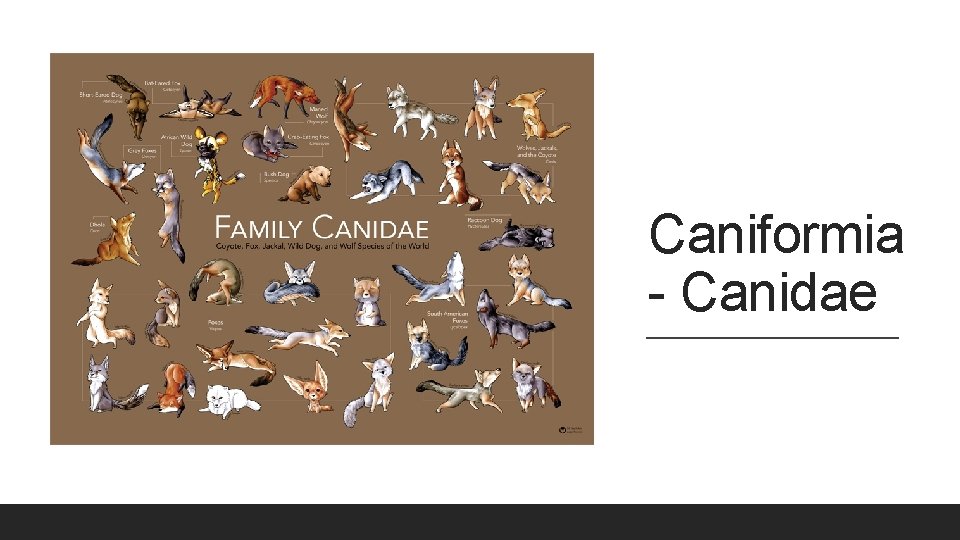 Caniformia - Canidae 