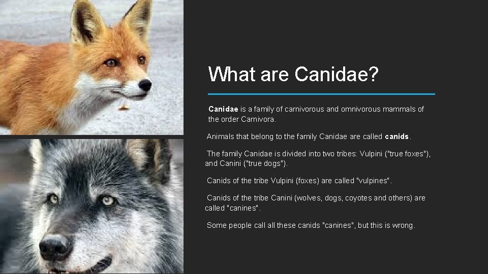 What are Canidae? Canidae is a family of carnivorous and omnivorous mammals of the