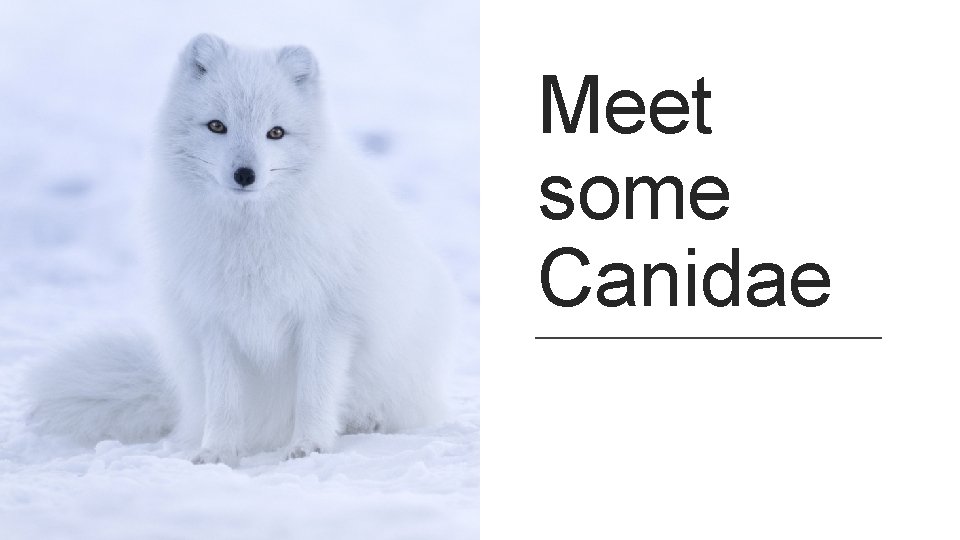 Meet some Canidae 