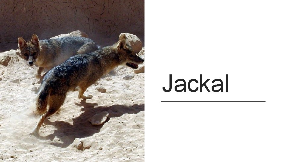 Jackal 