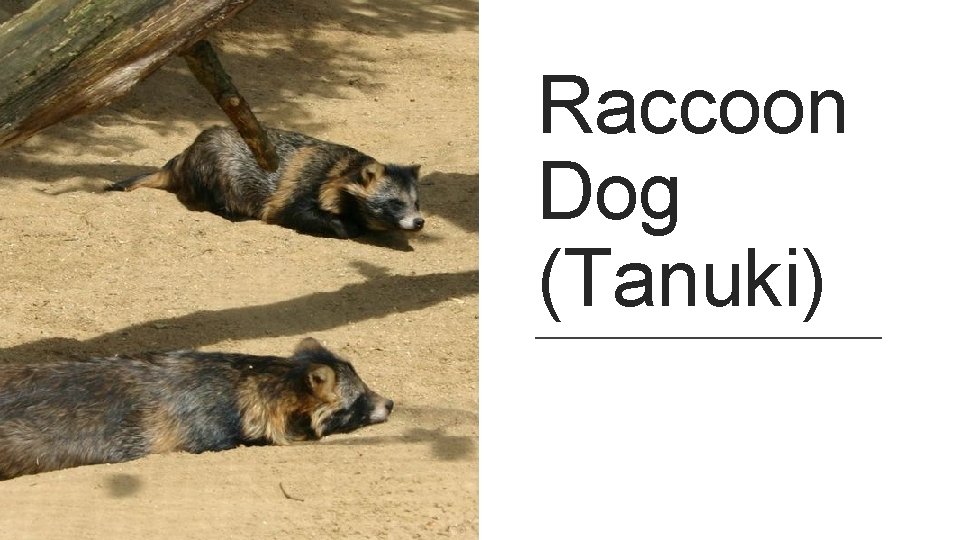 Raccoon Dog (Tanuki) 