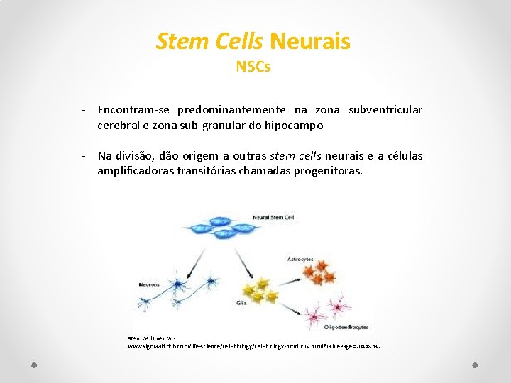 Stem Cells Neurais NSCs - Encontram-se predominantemente na zona subventricular cerebral e zona sub-granular