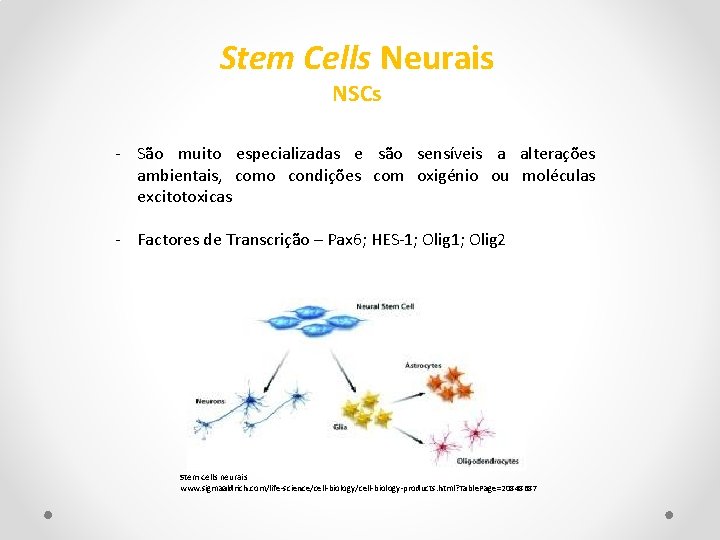 Stem Cells Neurais NSCs - São muito especializadas e são sensíveis a alterações ambientais,