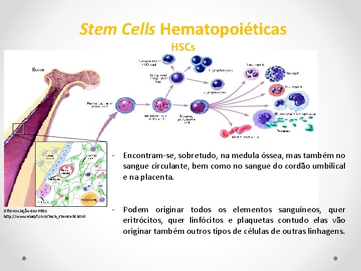 Stem Cells Hematopoiéticas HSCs - Encontram-se, sobretudo, na medula óssea, mas também no sangue