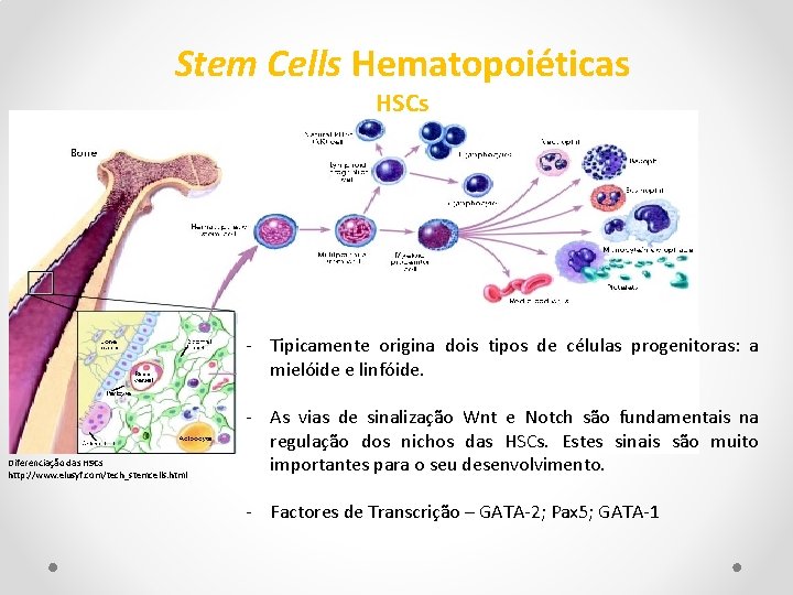 Stem Cells Hematopoiéticas HSCs - Tipicamente origina dois tipos de células progenitoras: a mielóide