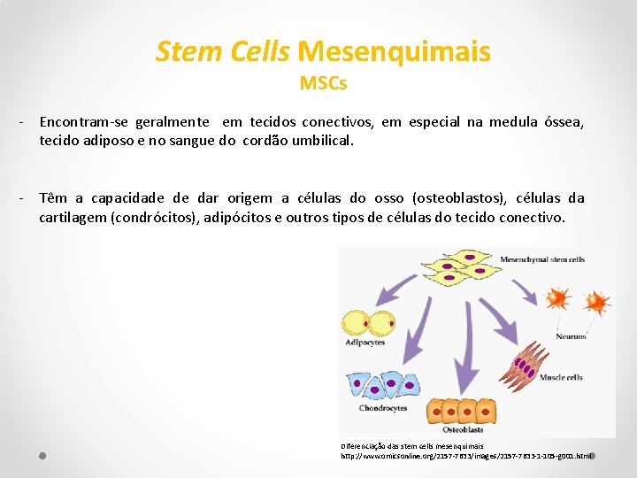 Stem Cells Mesenquimais MSCs - Encontram-se geralmente em tecidos conectivos, em especial na medula