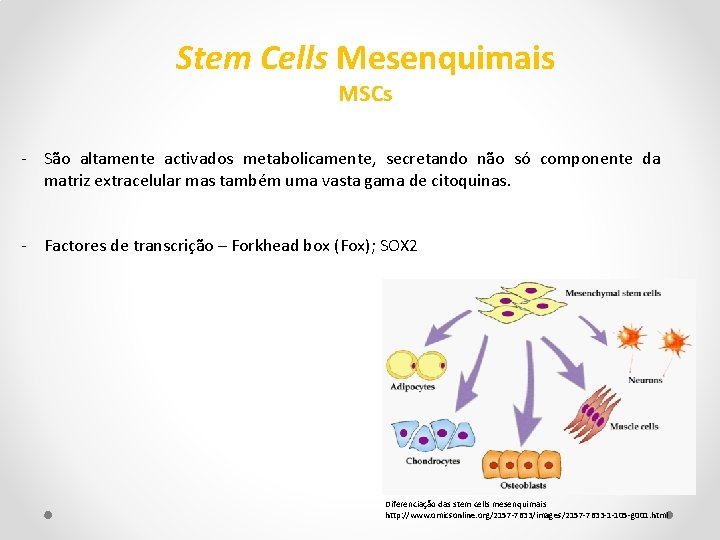 Stem Cells Mesenquimais MSCs - São altamente activados metabolicamente, secretando não só componente da