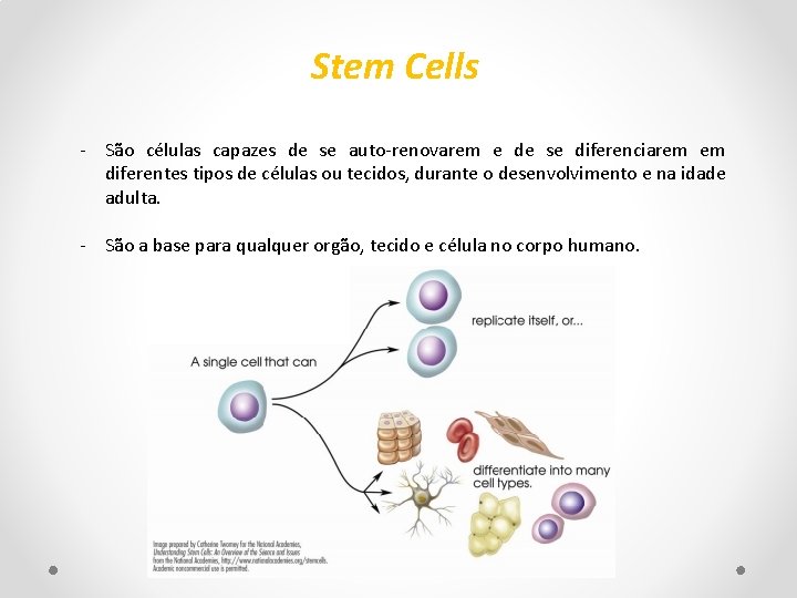 Stem Cells - São células capazes de se auto-renovarem e de se diferenciarem em