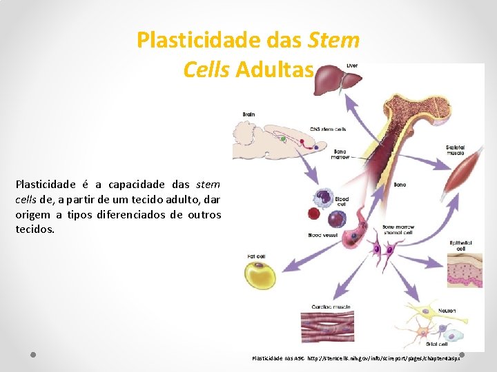 Plasticidade das Stem Cells Adultas Plasticidade é a capacidade das stem cells de, a