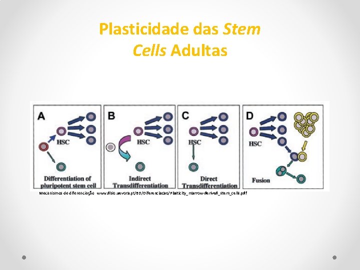 Plasticidade das Stem Cells Adultas Mecanismos de diferenciação www. dbio. uevora. pt/BD/Diferenciacao/Plasticity_marrow-derived_stem_cells. pdf 