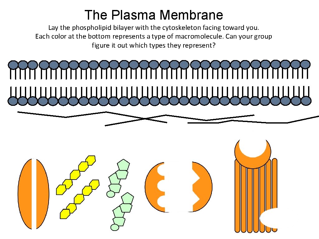 The Plasma Membrane Lay the phospholipid bilayer with the cytoskeleton facing toward you. Each