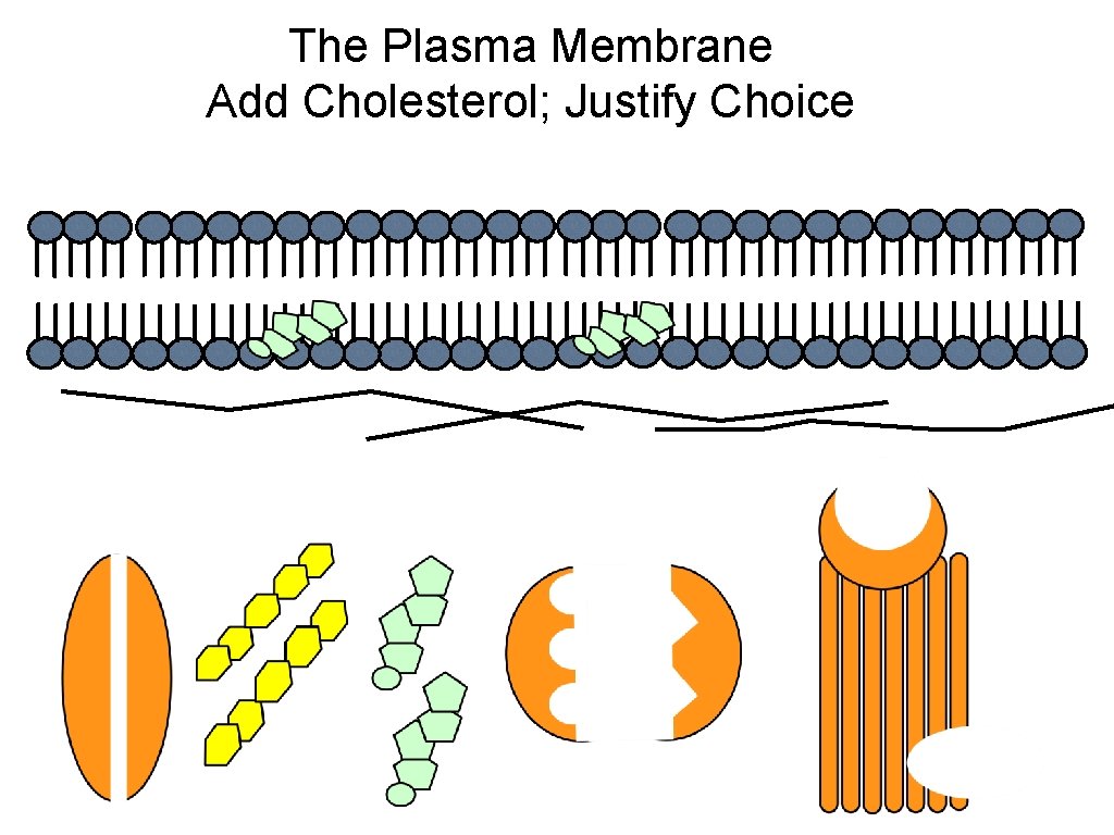 The Plasma Membrane Add Cholesterol; Justify Choice 