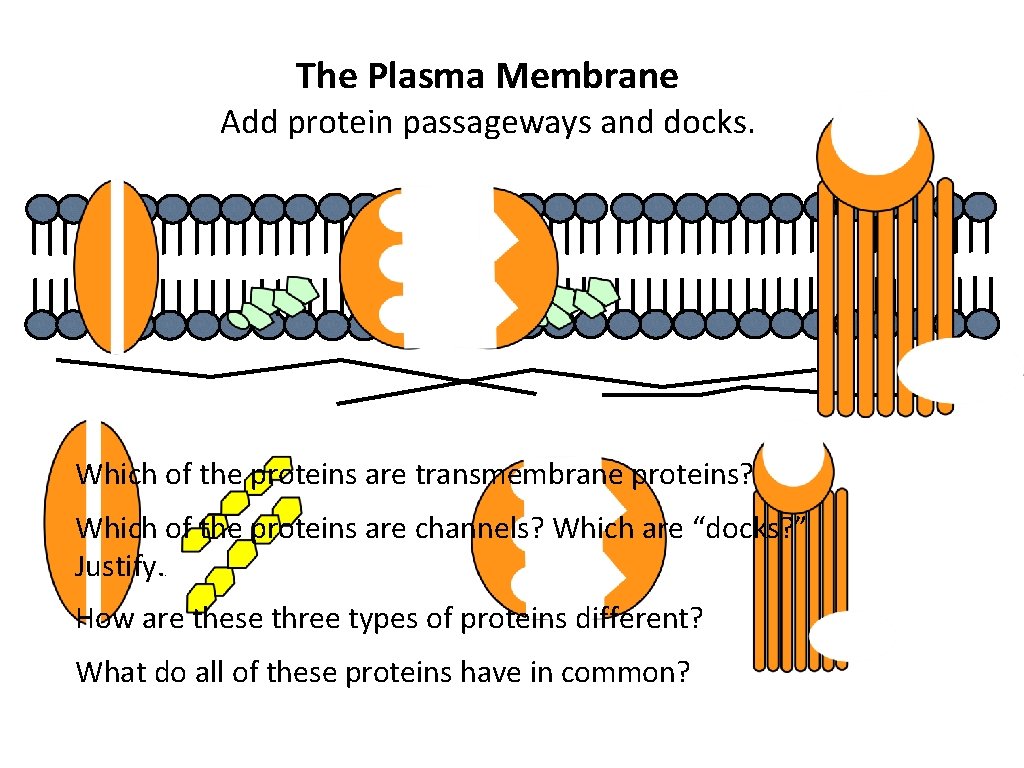 The Plasma Membrane Add protein passageways and docks. Which of the proteins are transmembrane