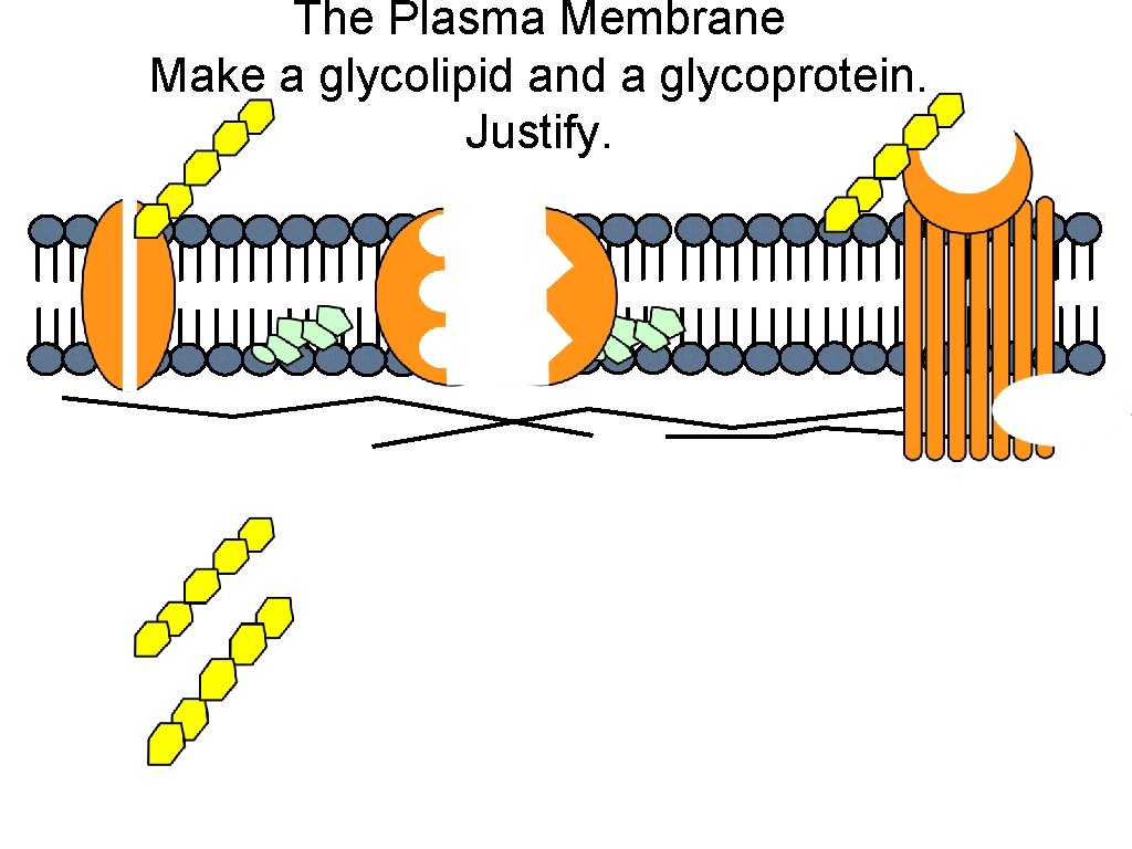 The Plasma Membrane Make a glycolipid and a glycoprotein. Justify. 