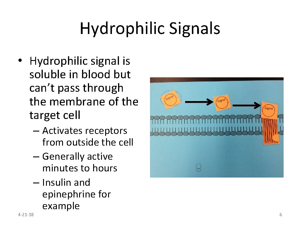 Hydrophilic Signals • Hydrophilic signal is soluble in blood but can’t pass through the