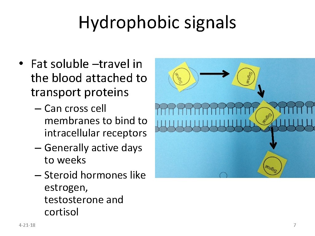 Hydrophobic signals • Fat soluble –travel in the blood attached to transport proteins –