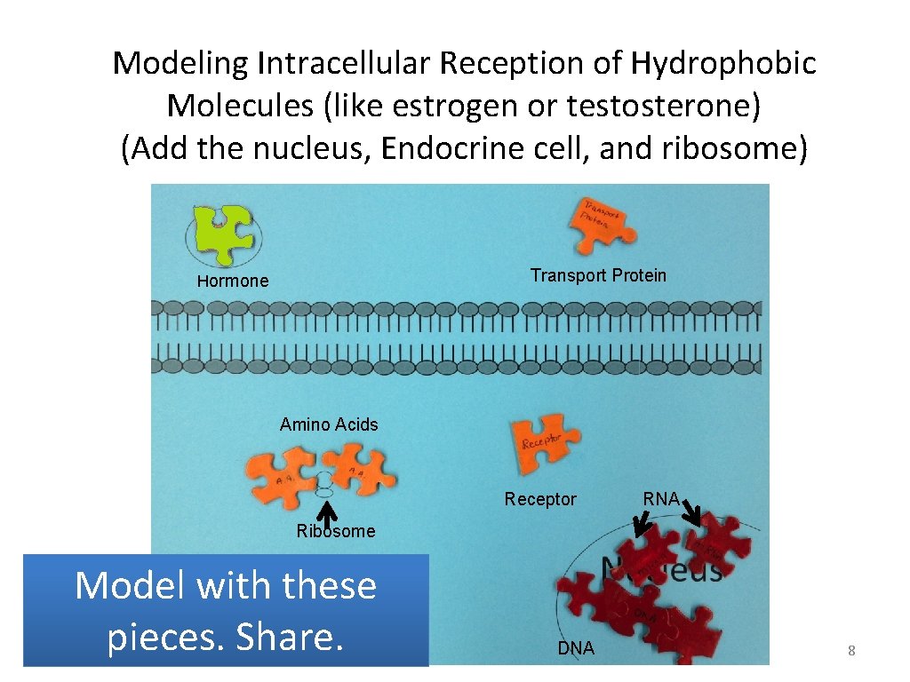 Modeling Intracellular Reception of Hydrophobic Molecules (like estrogen or testosterone) (Add the nucleus, Endocrine