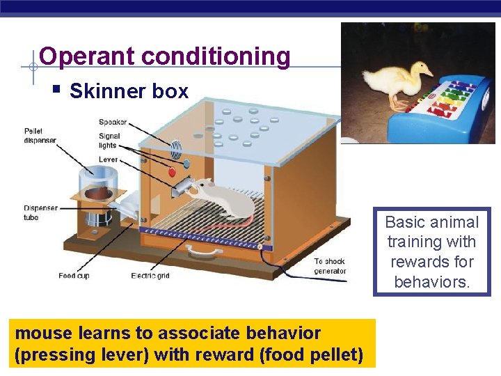 Operant conditioning § Skinner box Basic animal training with rewards for behaviors. mouse learns