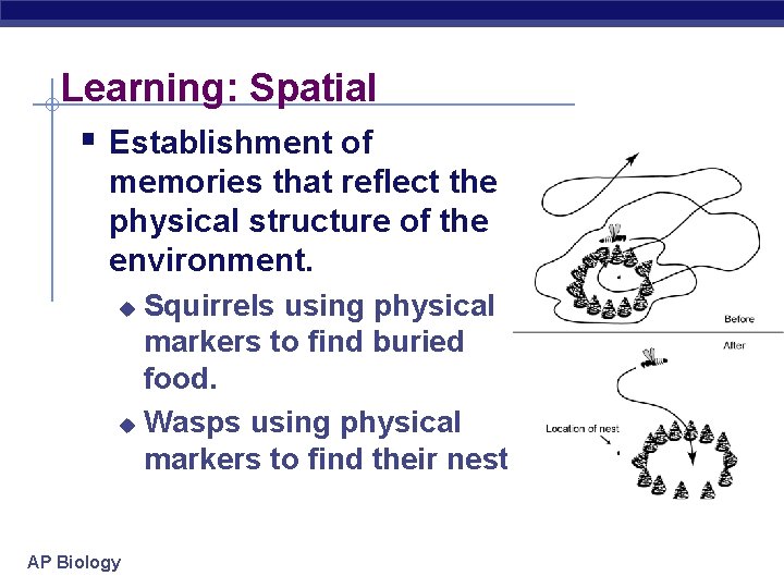 Learning: Spatial § Establishment of memories that reflect the physical structure of the environment.