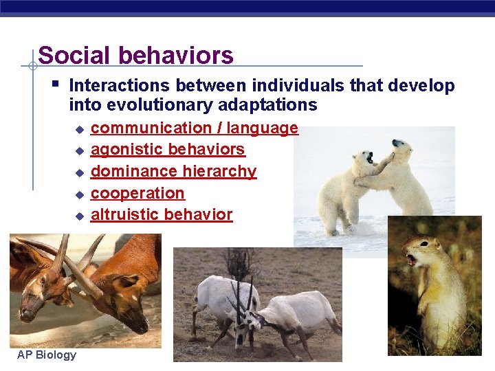 Social behaviors § Interactions between individuals that develop into evolutionary adaptations u u u