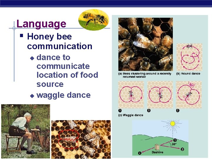 Language § Honey bee communication dance to communicate location of food source u waggle