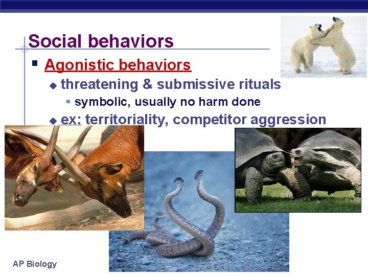 Social behaviors § Agonistic behaviors u threatening & submissive rituals § symbolic, usually no