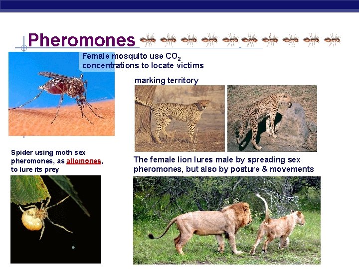 Pheromones Female mosquito use CO 2 concentrations to locate victims marking territory Spider using