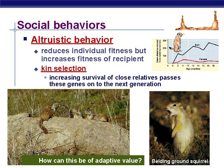 Social behaviors § Altruistic behavior u u reduces individual fitness but increases fitness of