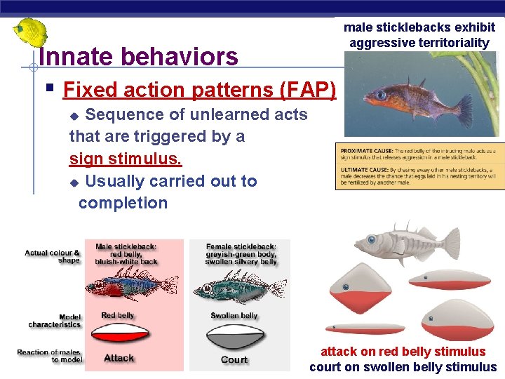 Innate behaviors § Fixed action patterns (FAP) male sticklebacks exhibit aggressive territoriality Sequence of