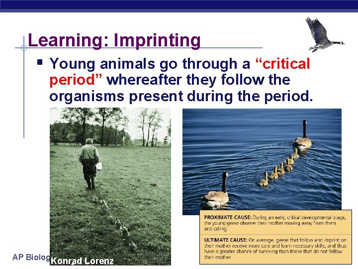 Learning: Imprinting § Young animals go through a “critical period” whereafter they follow the