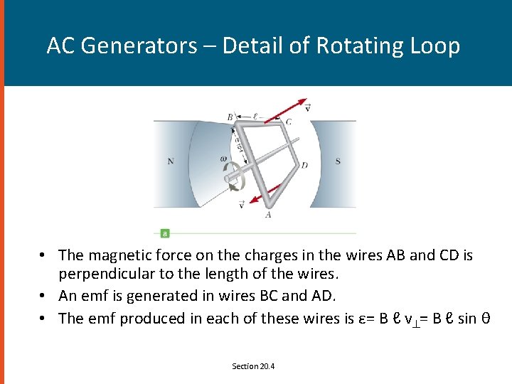 AC Generators – Detail of Rotating Loop • The magnetic force on the charges