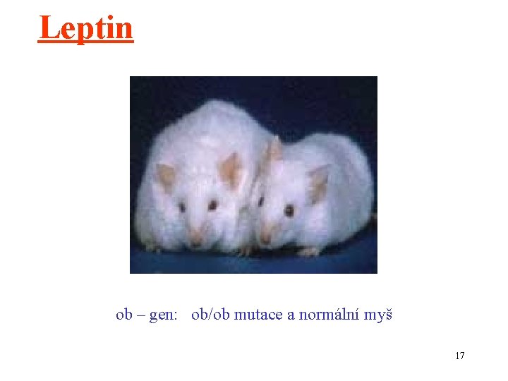 Leptin ob – gen: ob/ob mutace a normální myš 17 