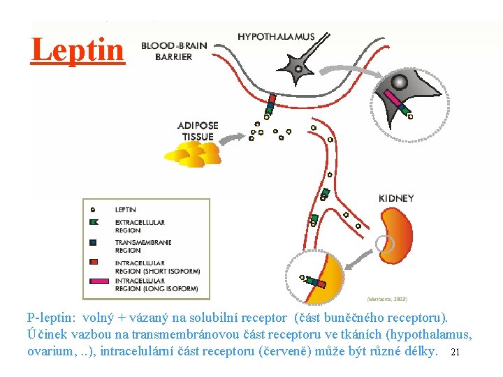 Leptin P-leptin: volný + vázaný na solubilní receptor (část buněčného receptoru). Účinek vazbou na