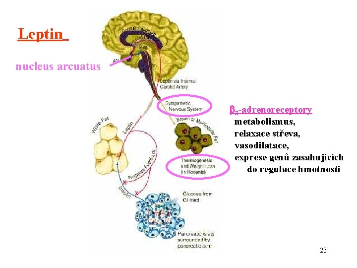 Leptin nucleus arcuatus 3 -adrenoreceptory metabolismus, relaxace střeva, vasodilatace, exprese genů zasahujících do regulace