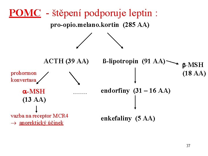 POMC - štěpení podporuje leptin : pro-opio. melano. kortin (285 AA) ACTH (39 AA)