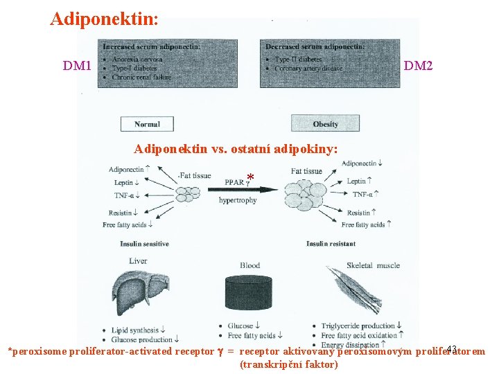 Adiponektin: DM 1 DM 2 Adiponektin vs. ostatní adipokiny: * 43 *peroxisome proliferator-activated receptor