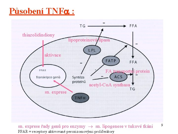 Působení TNF : thiazolidindiony lipoproteinová lipasa aktivace FA transportní protein acetyl-Co. A synthasa sn.