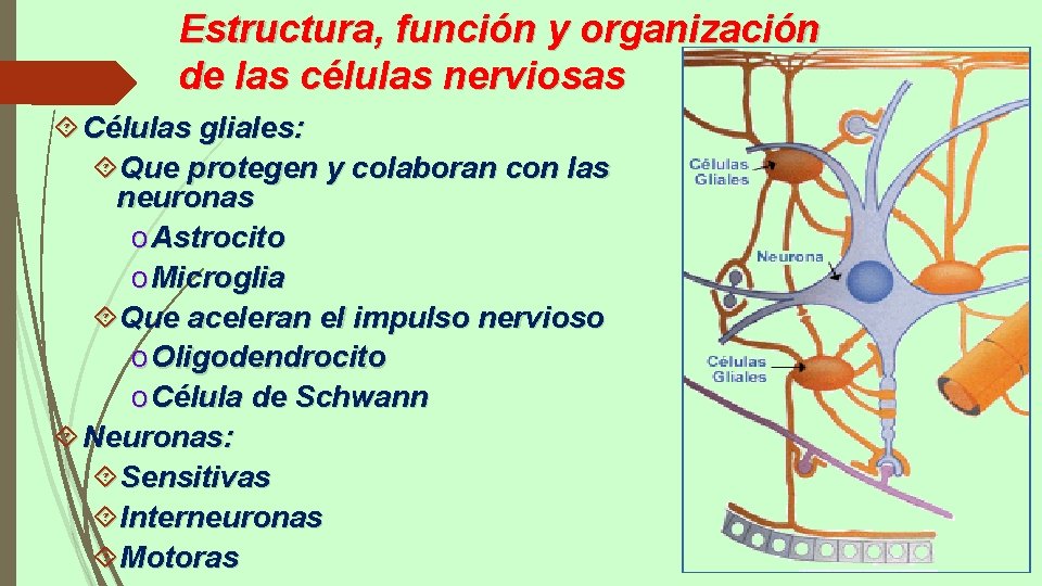 Estructura, función y organización de las células nerviosas Células gliales: Que protegen y colaboran