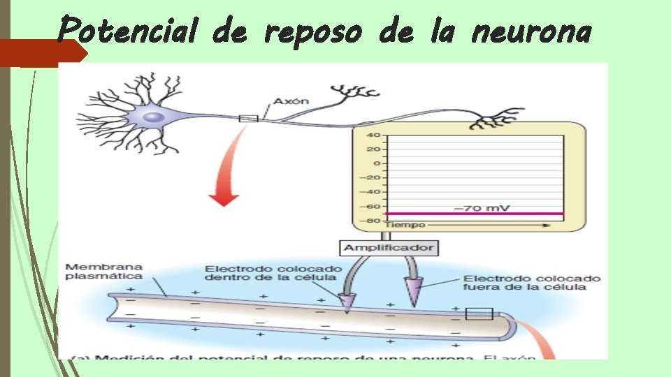 Potencial de reposo de la neurona 