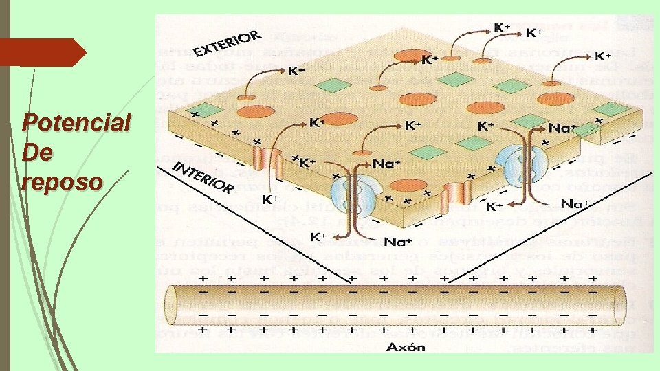 Potencial De reposo 