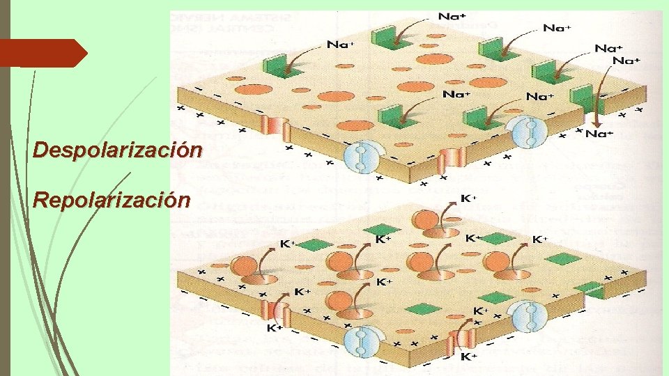 Despolarización Repolarización 