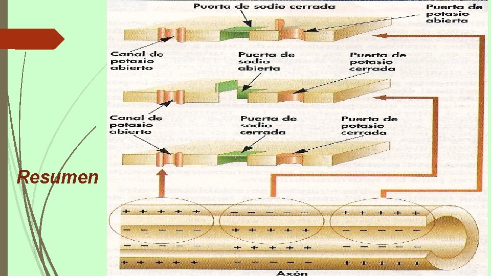 Resumen 