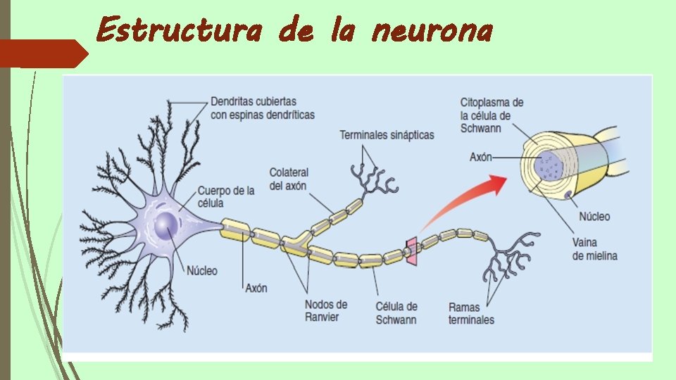 Estructura de la neurona 