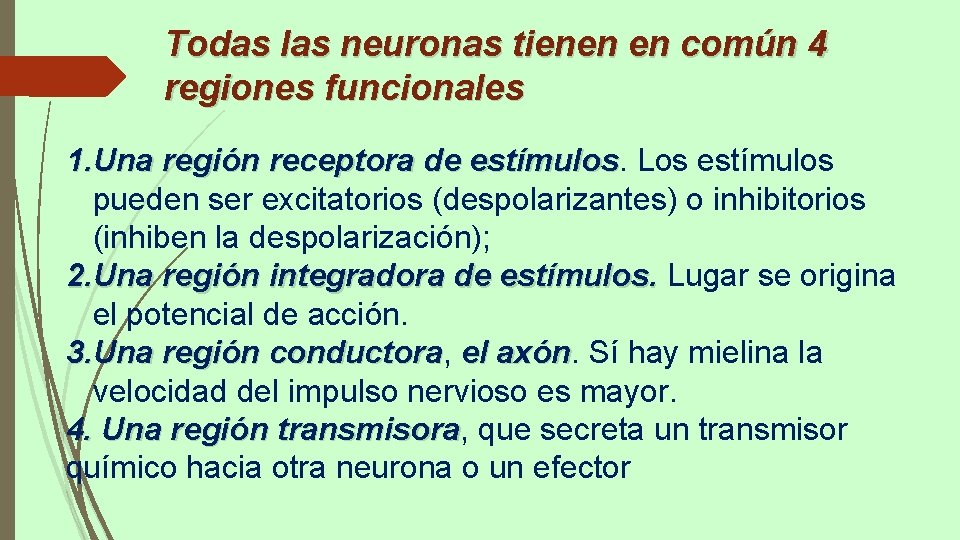 Todas las neuronas tienen en común 4 regiones funcionales 1. Una región receptora de