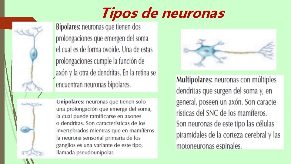 Tipos de neuronas 